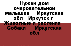 Нужен дом очаровательной малышке. - Иркутская обл., Иркутск г. Животные и растения » Собаки   . Иркутская обл.